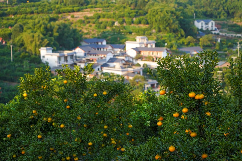 柑橘產(chǎn)業(yè)園。青神縣委宣傳部供圖